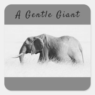 Sticker Carré Gentle Giant Elephant haute clé photo avec texte