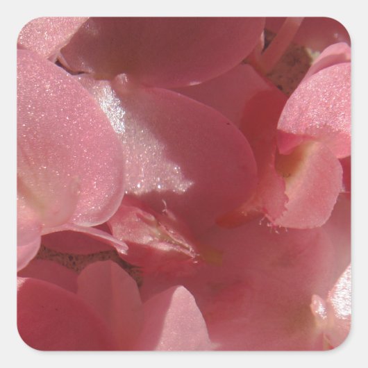 Sticker Carré Géranium rose : presque solide Rose clair (Devant)
