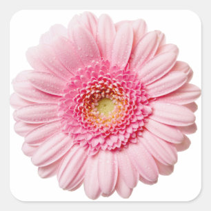 Sticker Carré Gerbera Rose Daisy