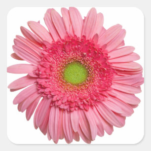 Sticker Carré Gerbera Rose Daisy