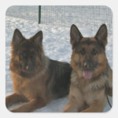 Sticker Carré German Shepherd Group In Snow (Devant)