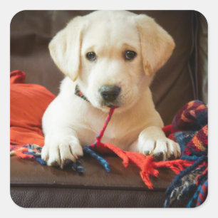 Sticker Carré Getty Images   Puppy On A Sofa