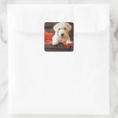 Sticker Carré Getty Images | Puppy On A Sofa (Sac)