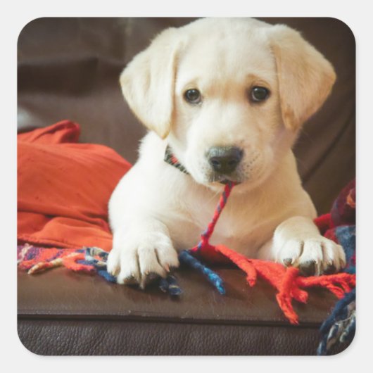 Sticker Carré Getty Images | Puppy On A Sofa (Devant)