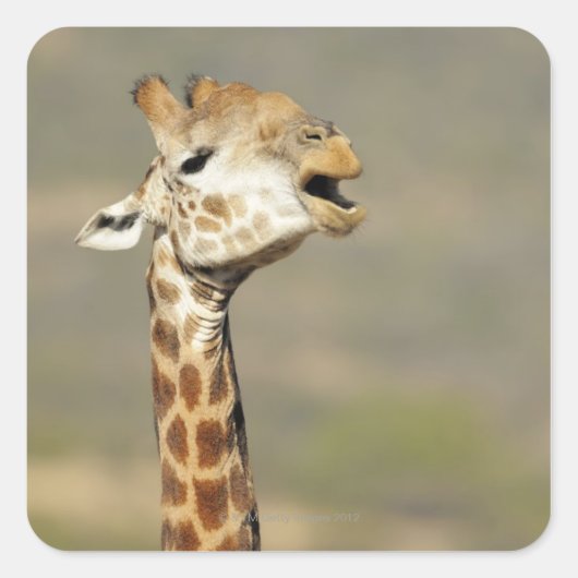 Sticker Carré girafe d'Afrique australe (Giraffa camelopardalis (Devant)