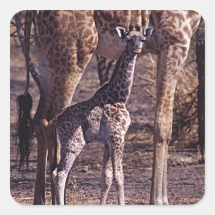 Sticker Carré Girafe de bébé et mère, Tanzanie