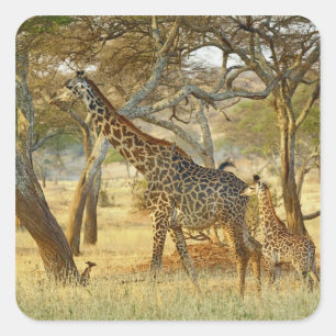 Sticker Carré Girafe femelle adulte et juvénile, Giraffa
