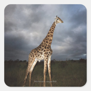 Sticker Carré Girafe (Giraffa camelopardalis)