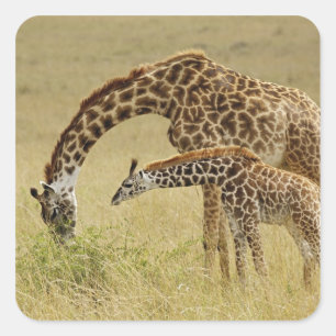 Sticker Carré Girafe Masaï mère et bébé, Giraffa