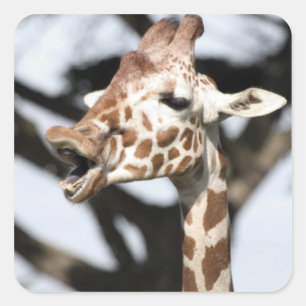 Sticker Carré Girafe réticulé au visage drôle, San Francisco