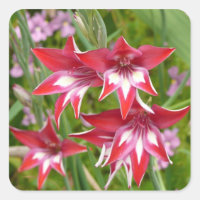 Glaïeuls rouges et blancs Été botanique