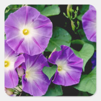 Gloire du matin - Fleurs violettes Feuilles verts