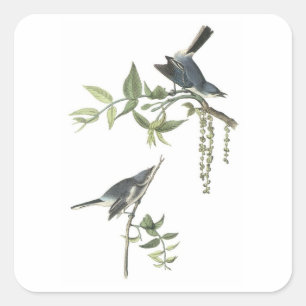 Sticker Carré Gnatcatcher gris-bleu par Audubon