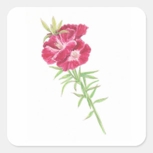 Sticker Carré Godetia