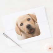 Sticker Carré Golden Labrador (Enveloppe)