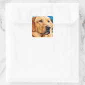 Sticker Carré Golden Labrador Retriever (Sac)