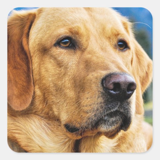 Sticker Carré Golden Labrador Retriever (Devant)