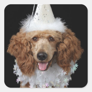 Sticker Carré Golden Poodle Dog en costume de clown blanc