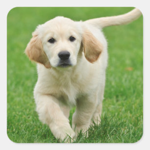 Sticker Carré Golden retriever