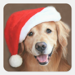 Sticker Carré Golden retriever avec le casquette de Père Noël