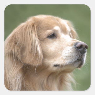 Sticker Carré Golden Retriever en Closeup
