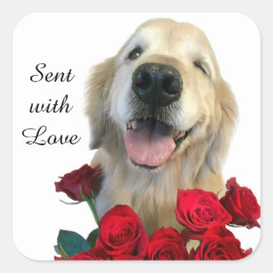 Sticker Carré Golden Retriever et Roses envoyés avec amour