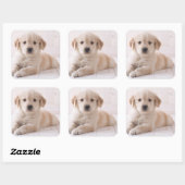 Sticker Carré Golden Retriever Lie Down (Feuille)