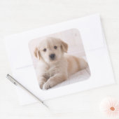 Sticker Carré Golden Retriever Lie Down (Enveloppe)