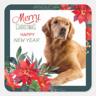 Sticker Carré Golden Retriever Poinsettia Bouquet Noël