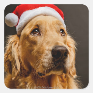 Sticker Carré Golden retriever posant pour son Noël