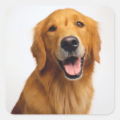 Sticker Carré Golden Retriever Smile (Devant)
