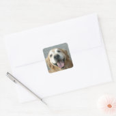 Sticker Carré Golden Retriever souriant (Enveloppe)