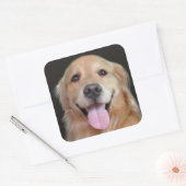 Sticker Carré Golden Retriever souriant (Enveloppe)