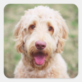 Sticker Carré Goldendoodle souriant (Devant)