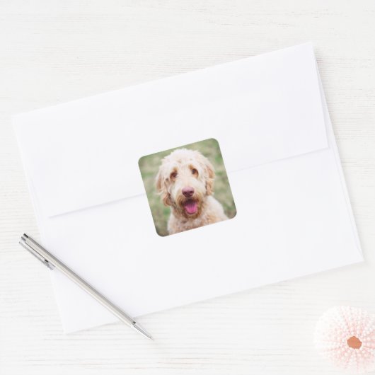 Sticker Carré Goldendoodle souriant (Enveloppe)