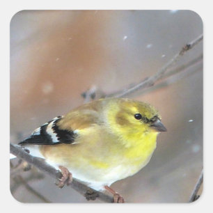 Sticker Carré Goldfinch