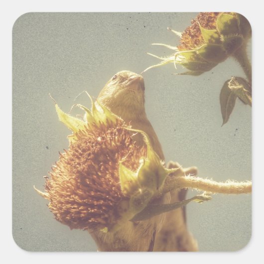 Sticker Carré Goldfinch (Devant)