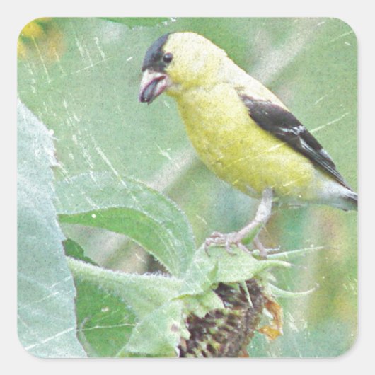 Sticker Carré Goldfinch Grunge (Devant)
