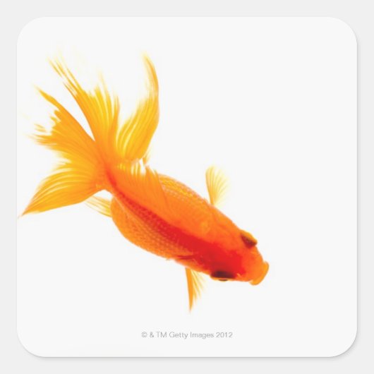 Sticker Carré Goldfish, vue aérienne (Devant)