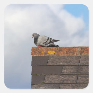 Sticker Carré Good Morning Pigeon