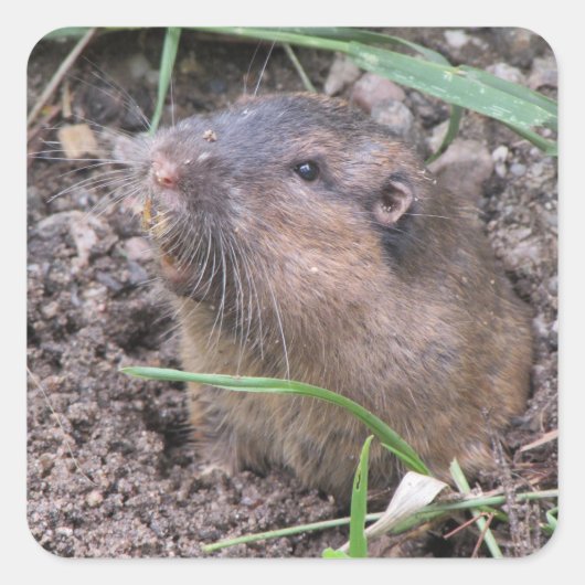 Sticker Carré Gopher de poche (Devant)