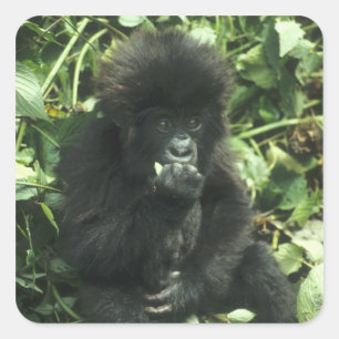 Sticker Carré Gorille de montagne (Gorilla gorilla beringei),