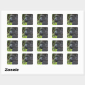 Sticker Carré Gorille de Silverback Lowland, captif de Gorilla (Feuille)