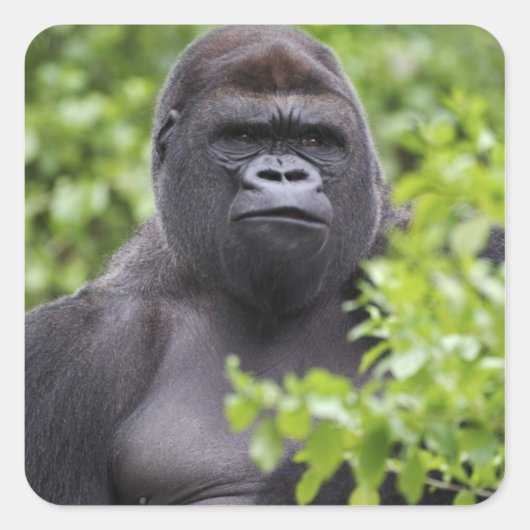 Sticker Carré Gorille des plaines à dos argenté, Gorilla gorilla (Devant)