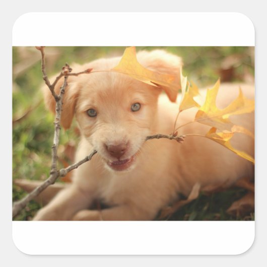 Sticker Carré gr pup avec branche (Devant)