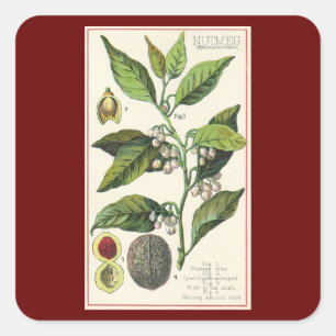 Sticker Carré Graines de fruits Plantes de muscade vintage, Herb