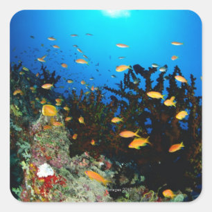 Sticker Carré Grand groupe de poissons de Sea Goldie nageant