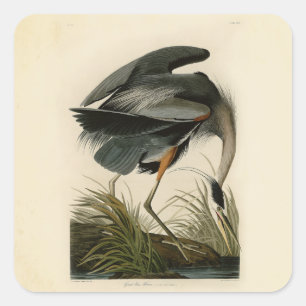 Sticker Carré Grand Héron bleu d'Audubon Marais Oiseau