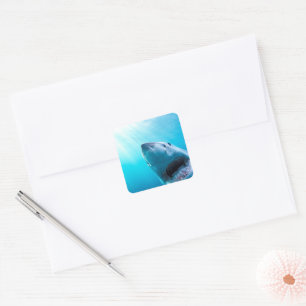 Sticker Carré Grand requin blanc Afrique du Sud