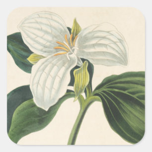 Sticker Carré Grand Trillium Fleuri